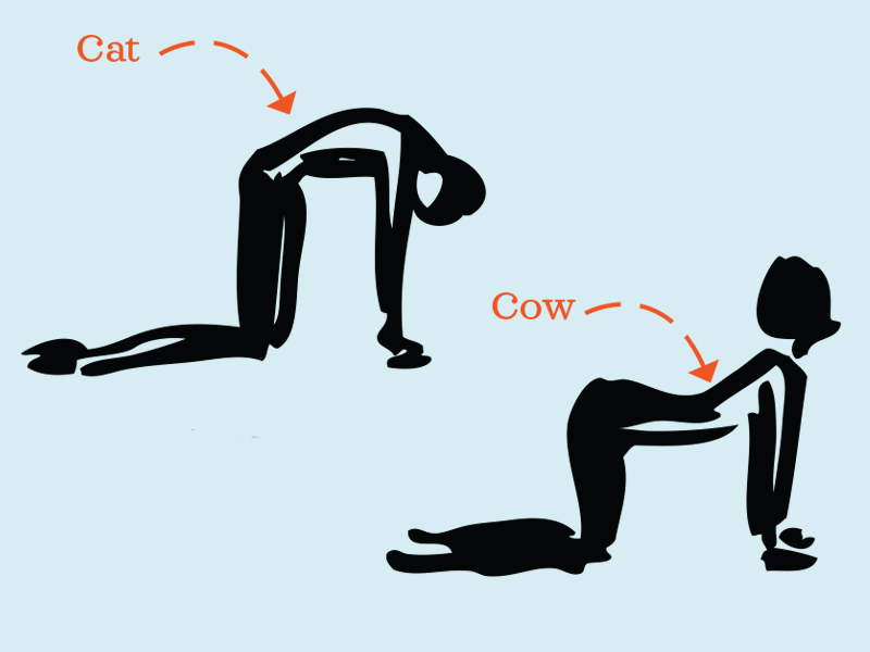 Cat and Cow Postures